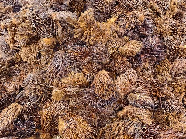 Close-up of empty fruit bunches showing their fibrous structure.